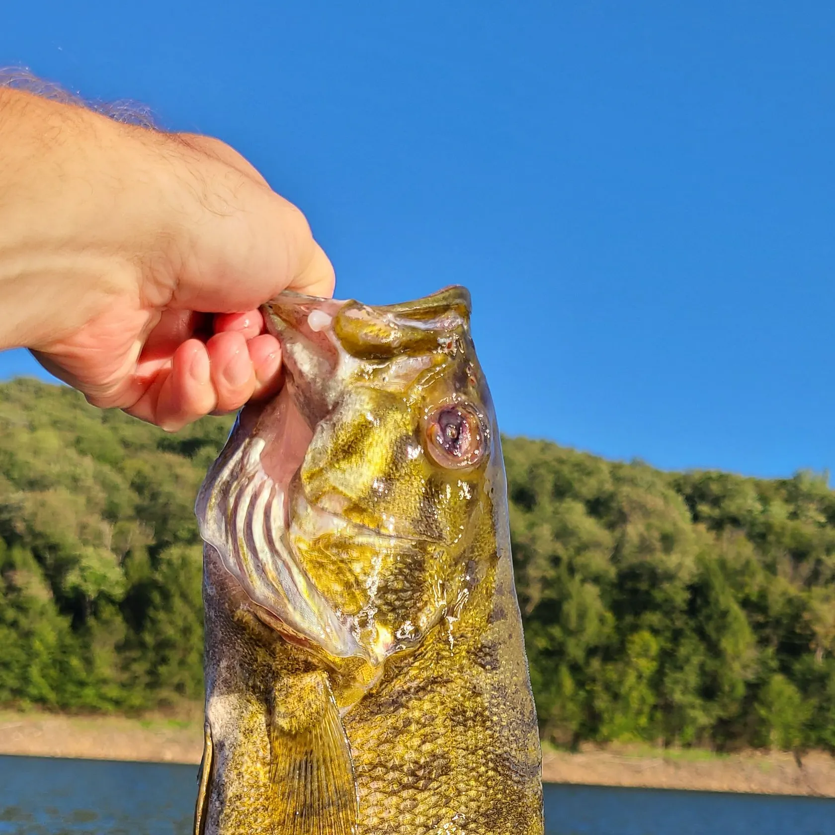 Smallmouth bass caught on Fishbrain