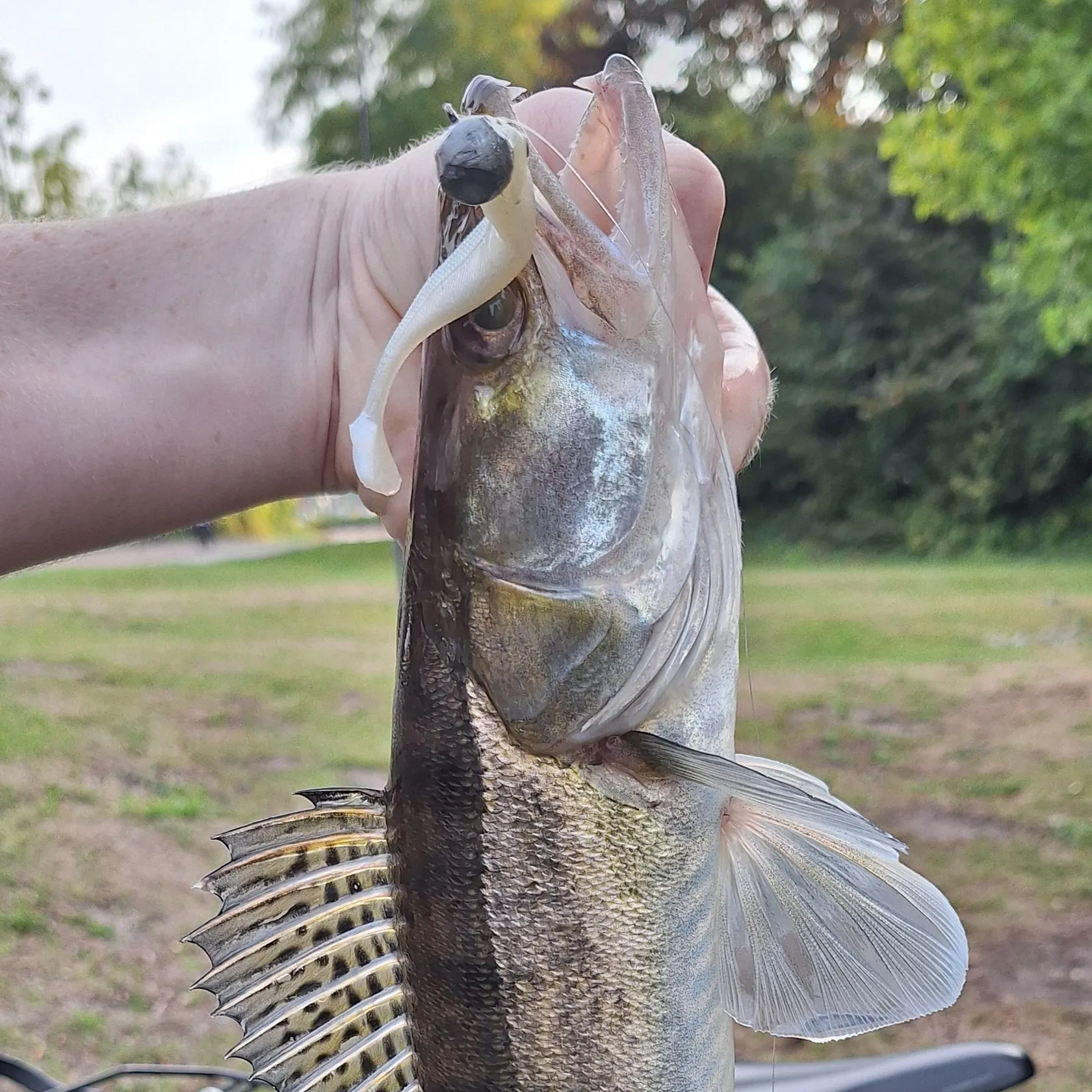 Zander caught on Fishbrain
