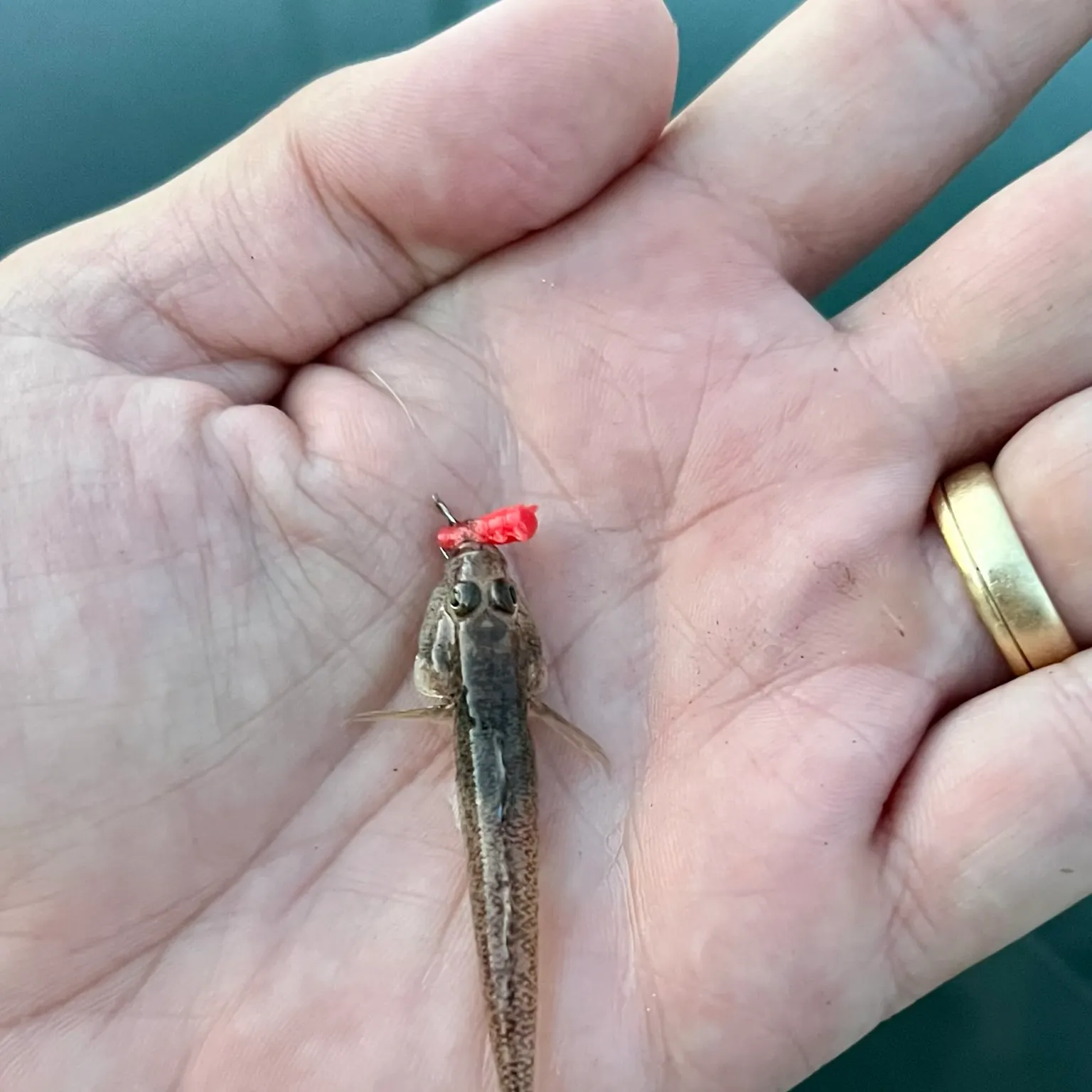 The most recent Sand goby catches on Fishbrain