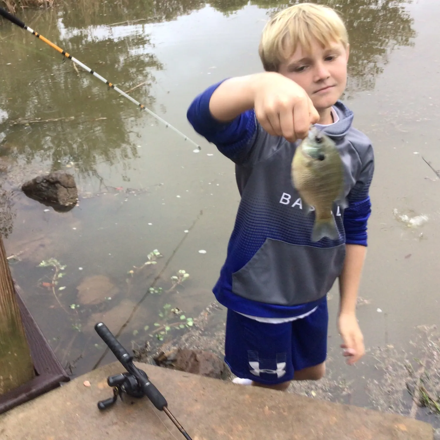 Bluegill caught on Fishbrain