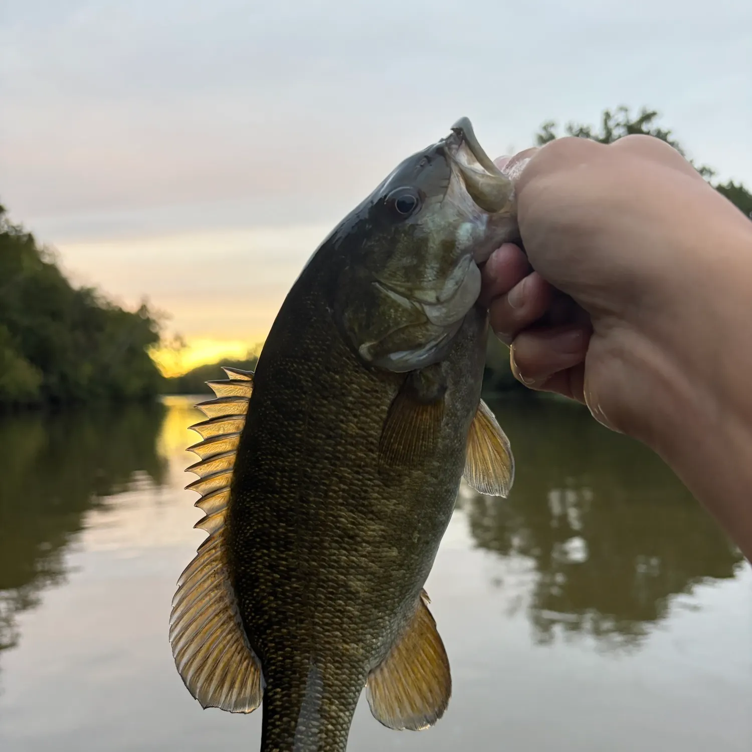 Smallmouth bass caught on Fishbrain