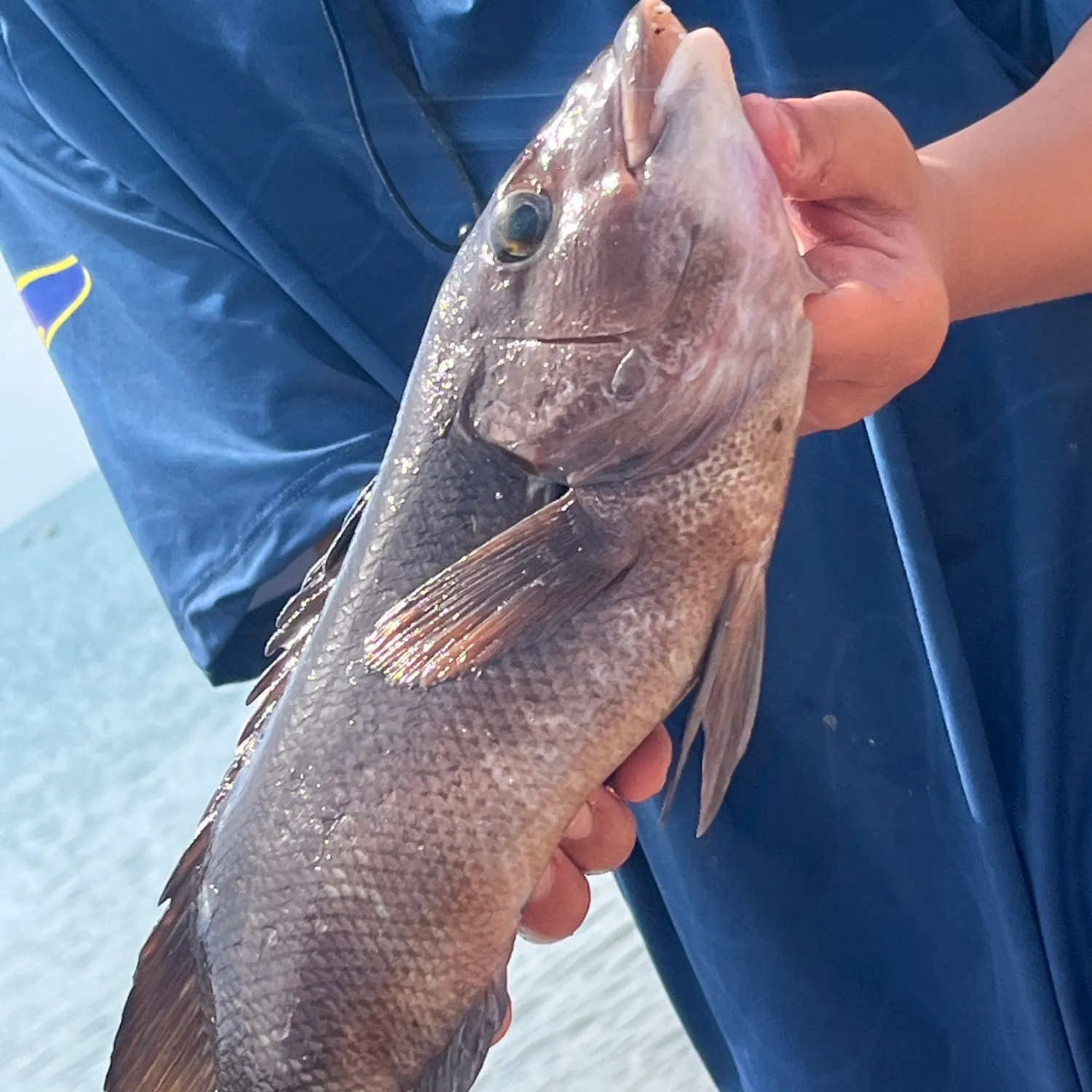 The most recent California sheephead catches on Fishbrain