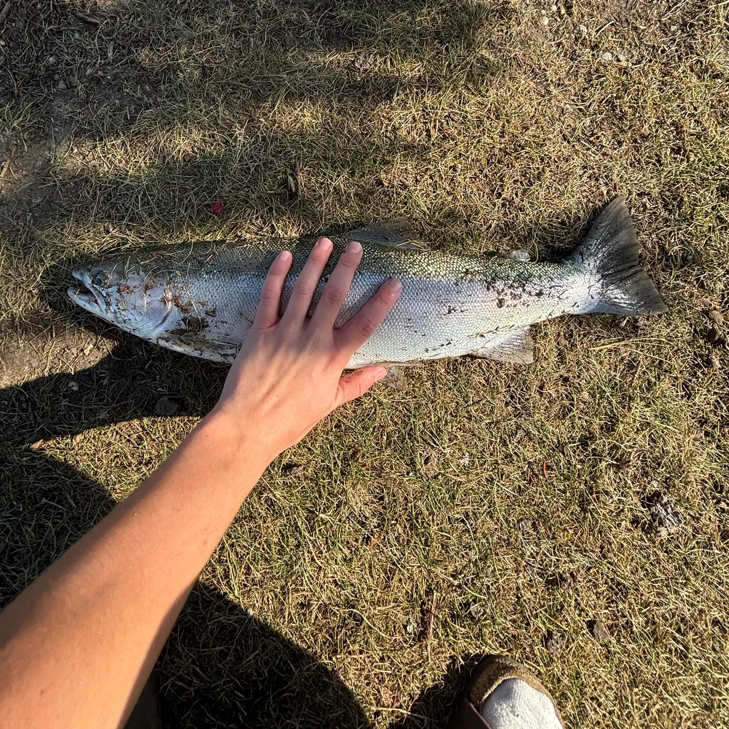 Steelhead caught on Fishbrain