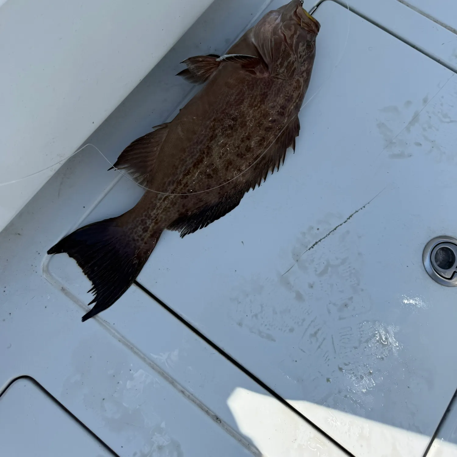 The most recent Scamp grouper catches on Fishbrain