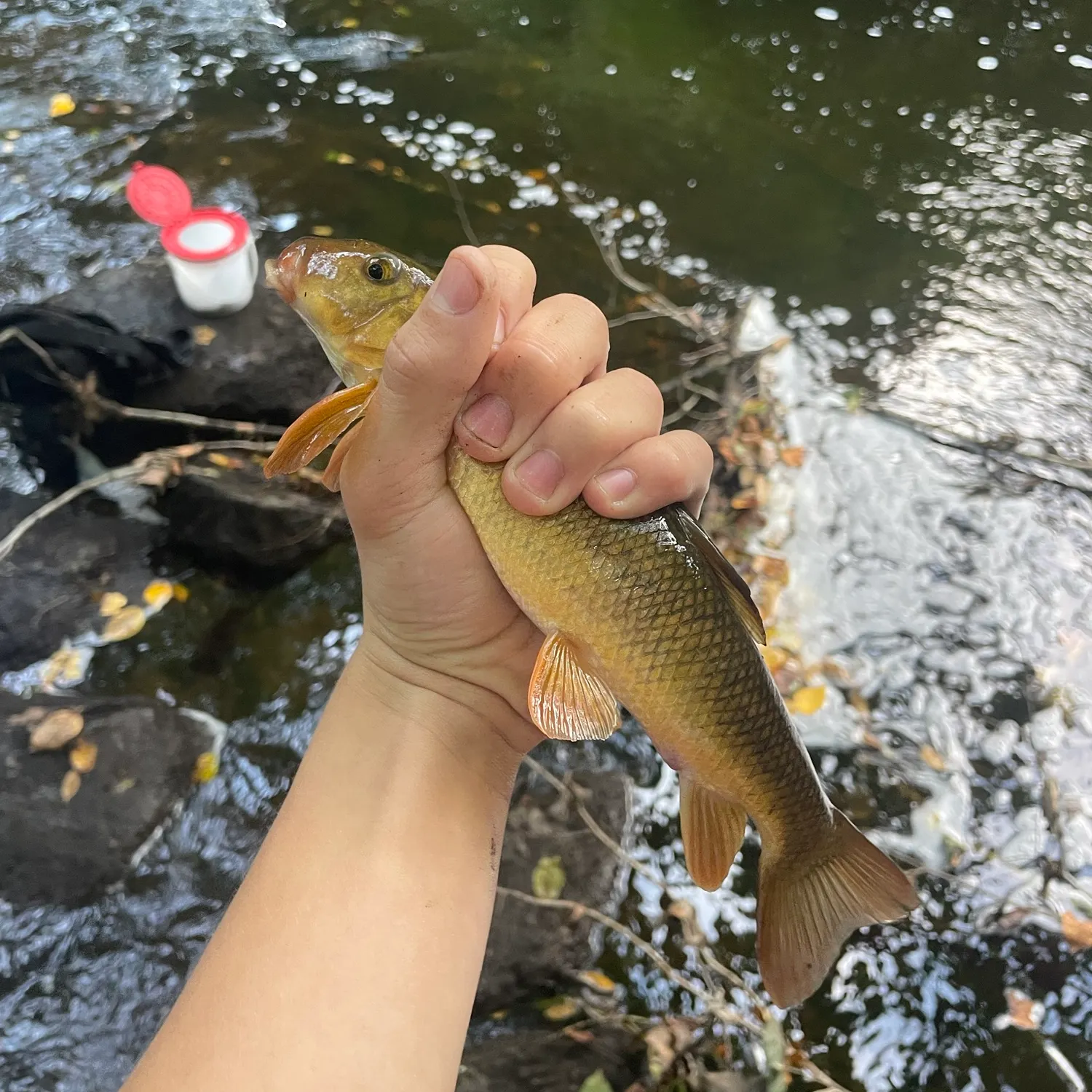 The most recent Golden redhorse catches on Fishbrain