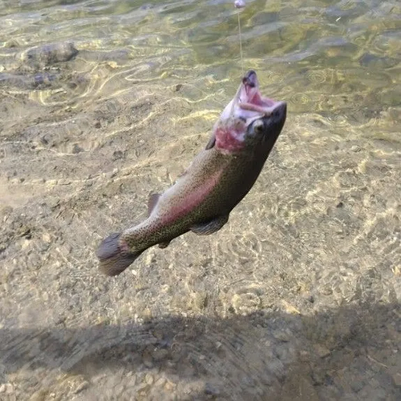 Rainbow trout caught on Fishbrain