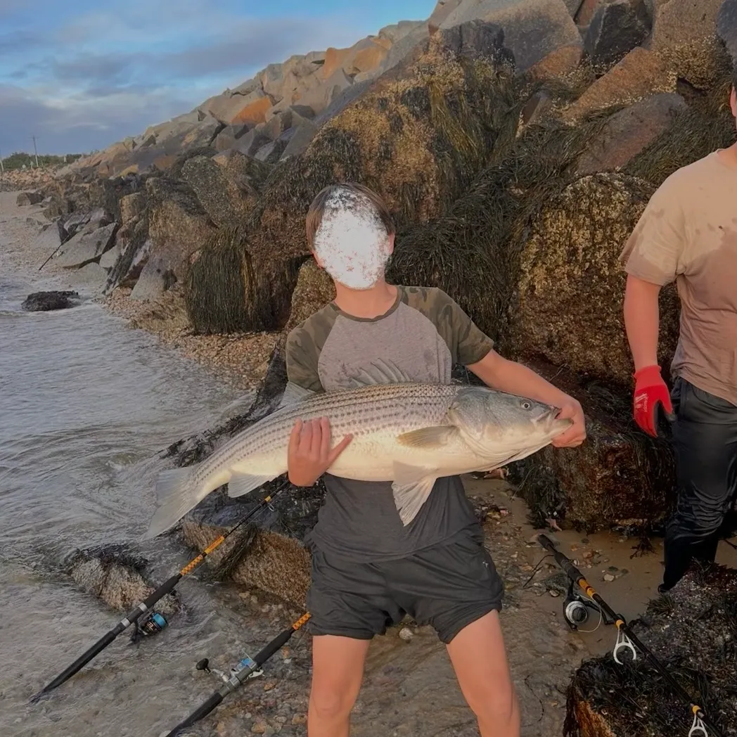 Striped bass caught on Fishbrain