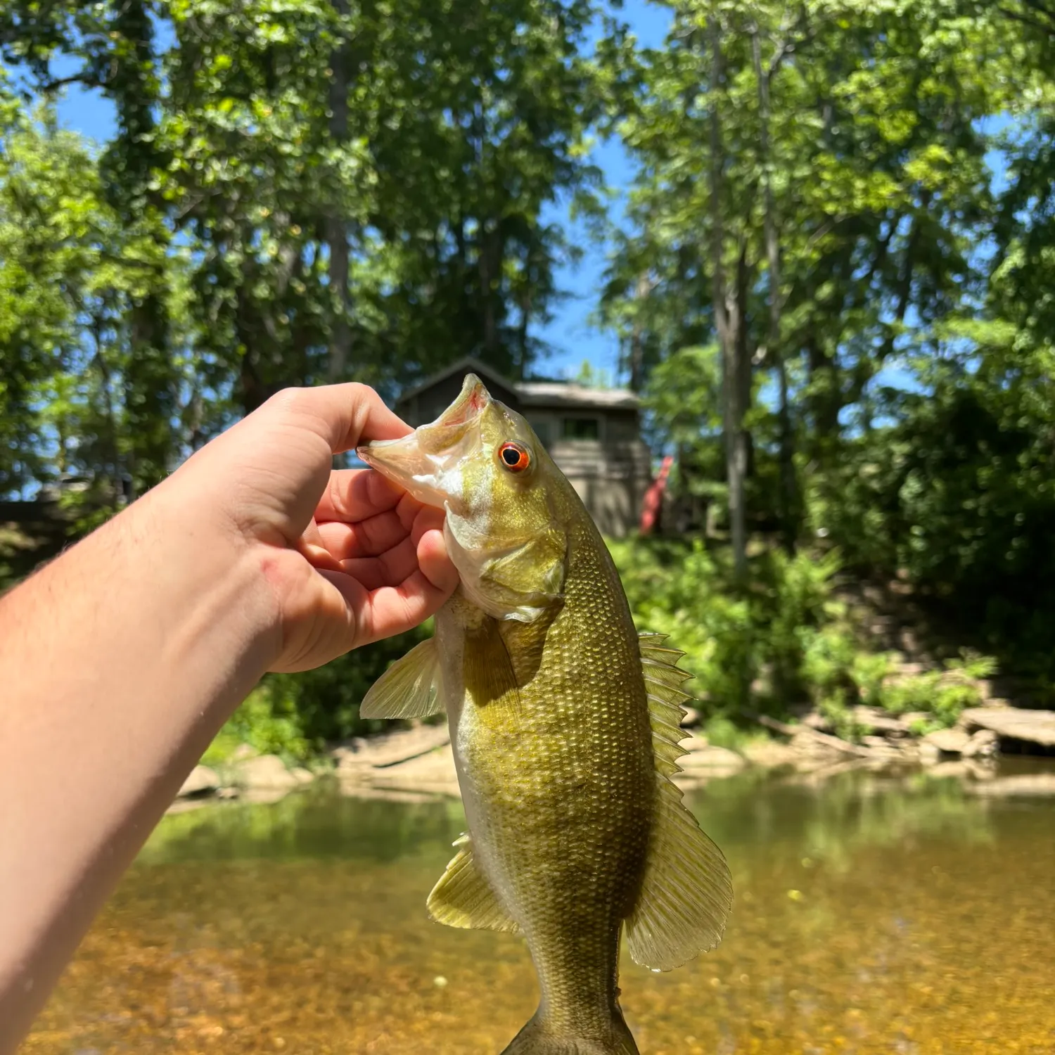 The most recent Meanmouth bass catches on Fishbrain