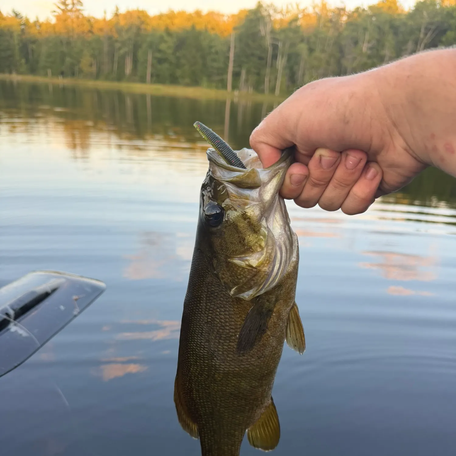Smallmouth bass caught on Fishbrain