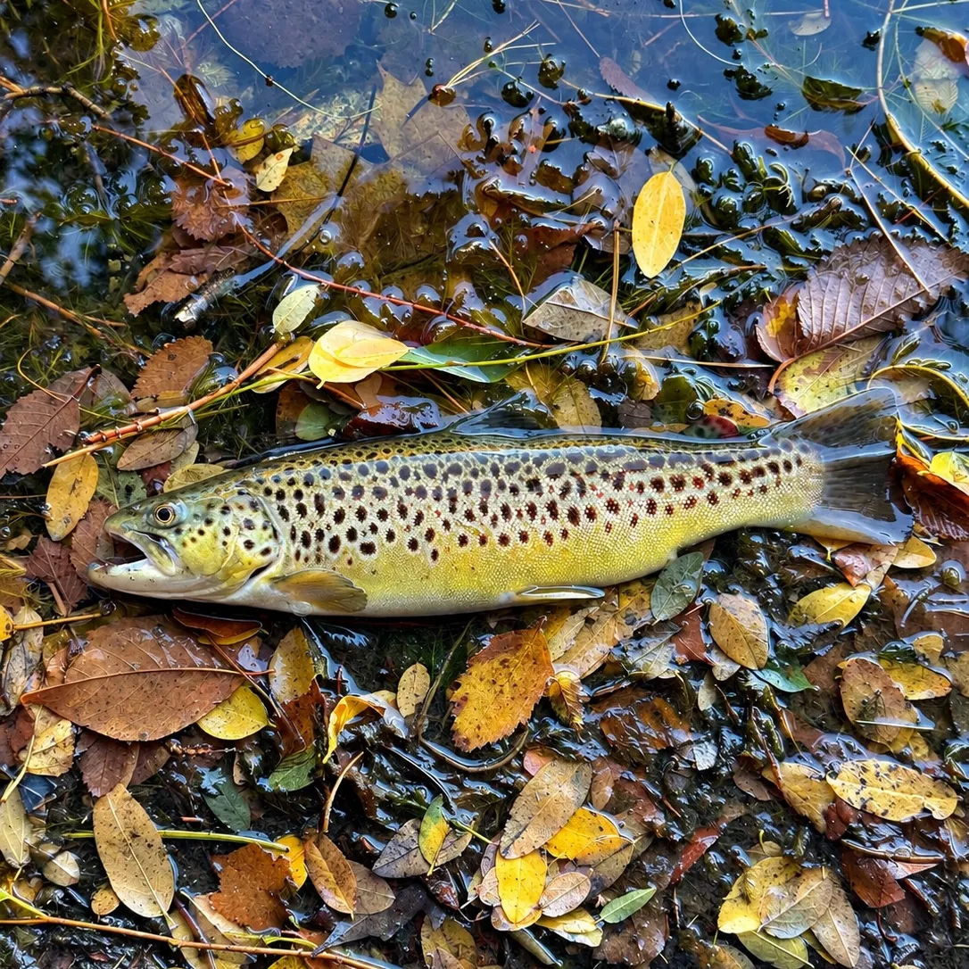 Brown trout caught on Fishbrain