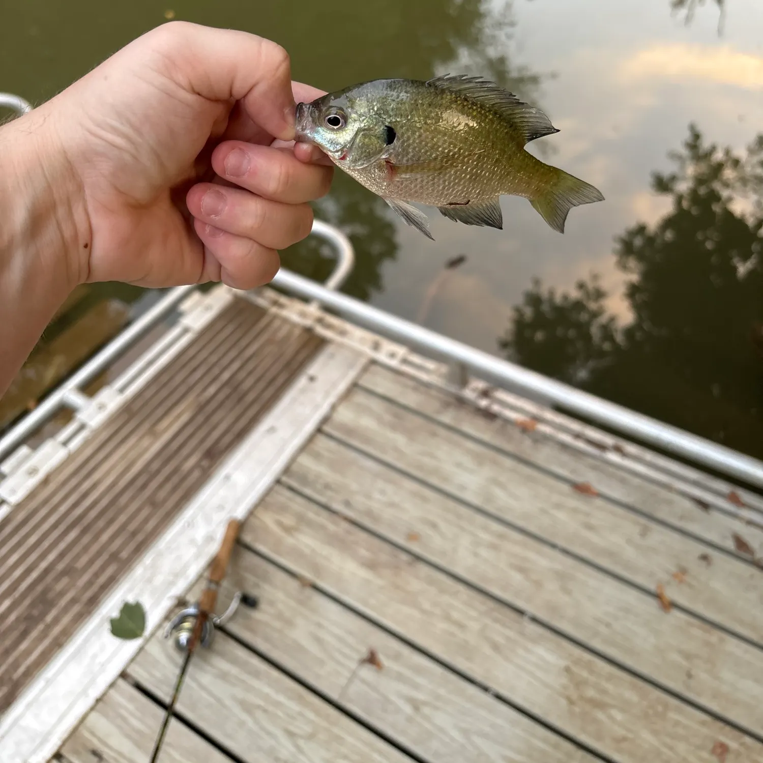 Bluegill caught on Fishbrain