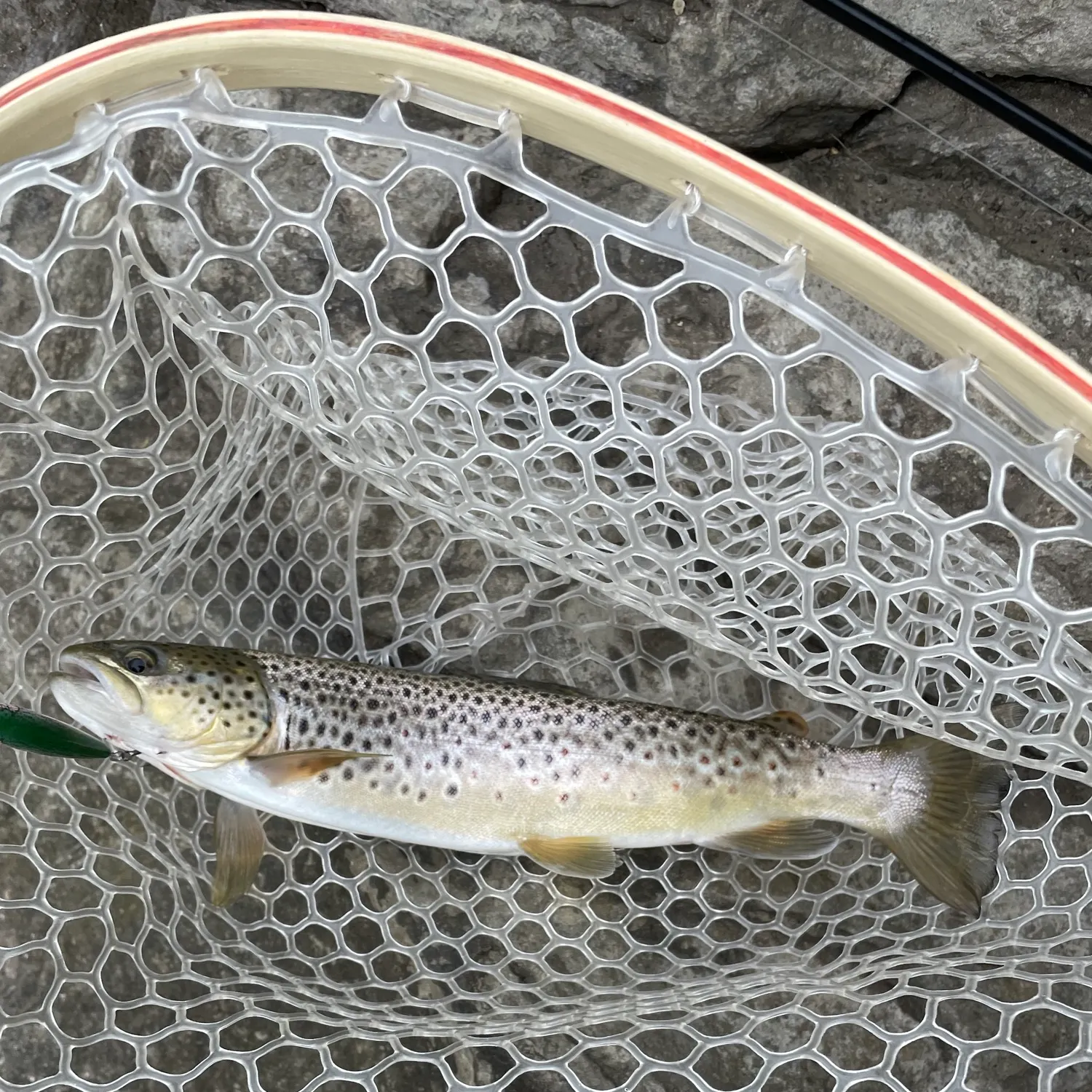 Brown trout caught on Fishbrain