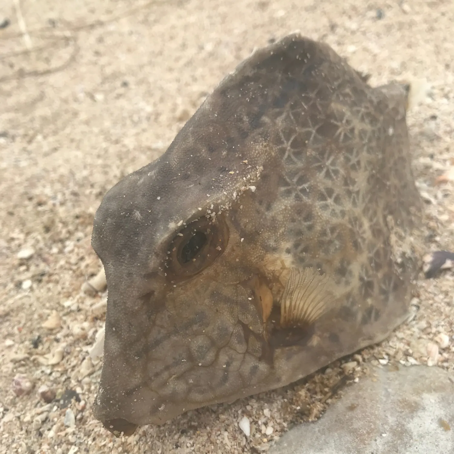 The most recent Scrawled filefish catches on Fishbrain