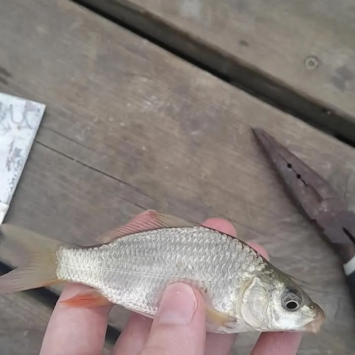 Common carp caught on Fishbrain