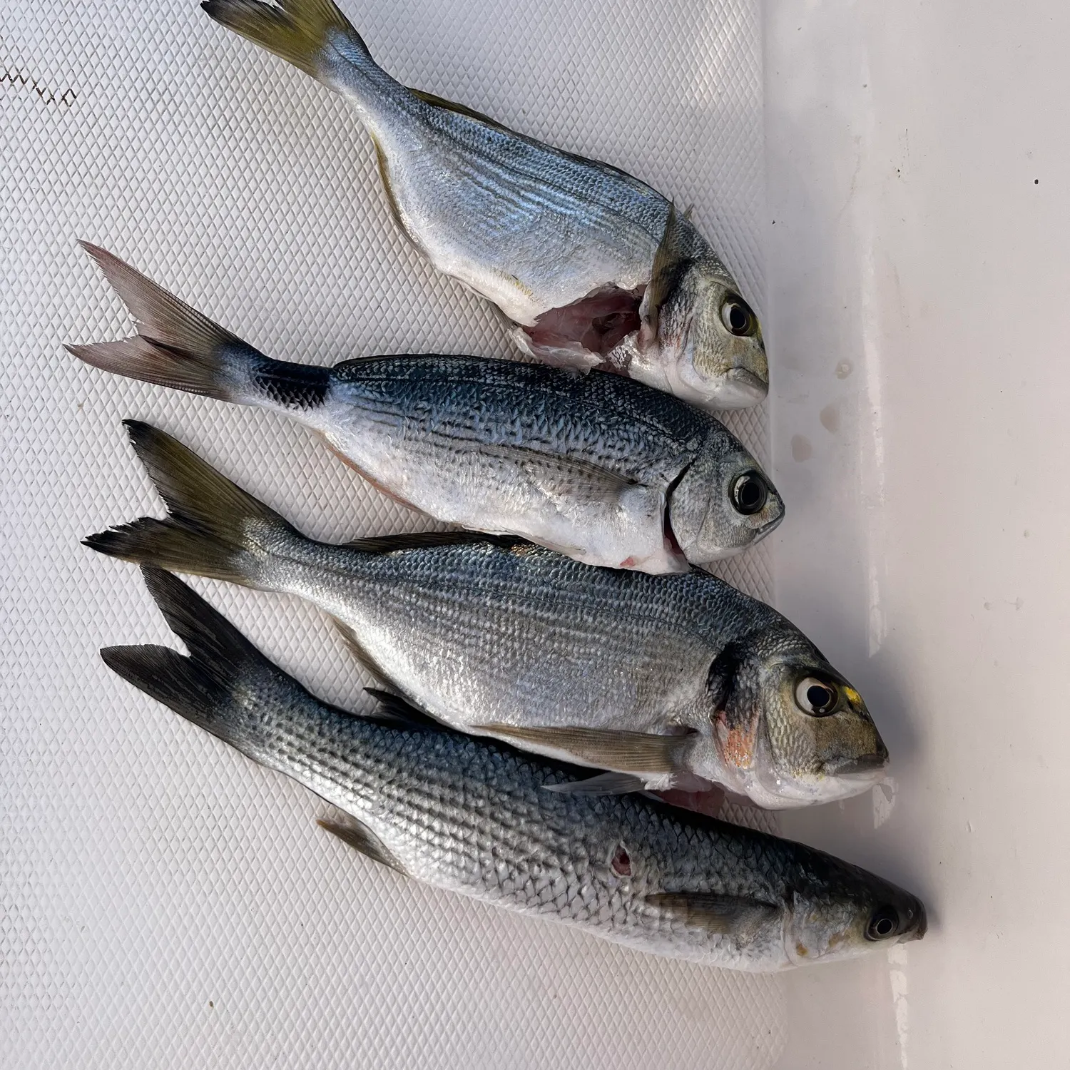 Fish caught on Fishbrain