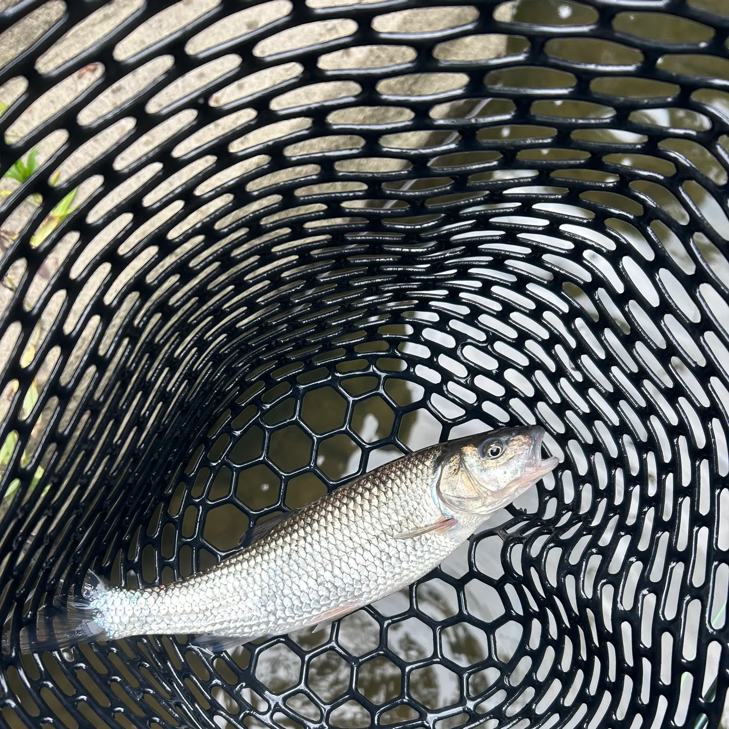Fallfish caught on Fishbrain