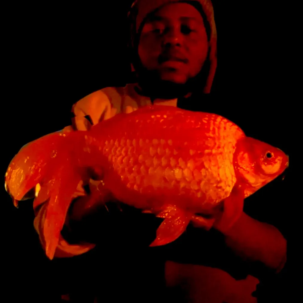 The most recent Goldfish catches on Fishbrain