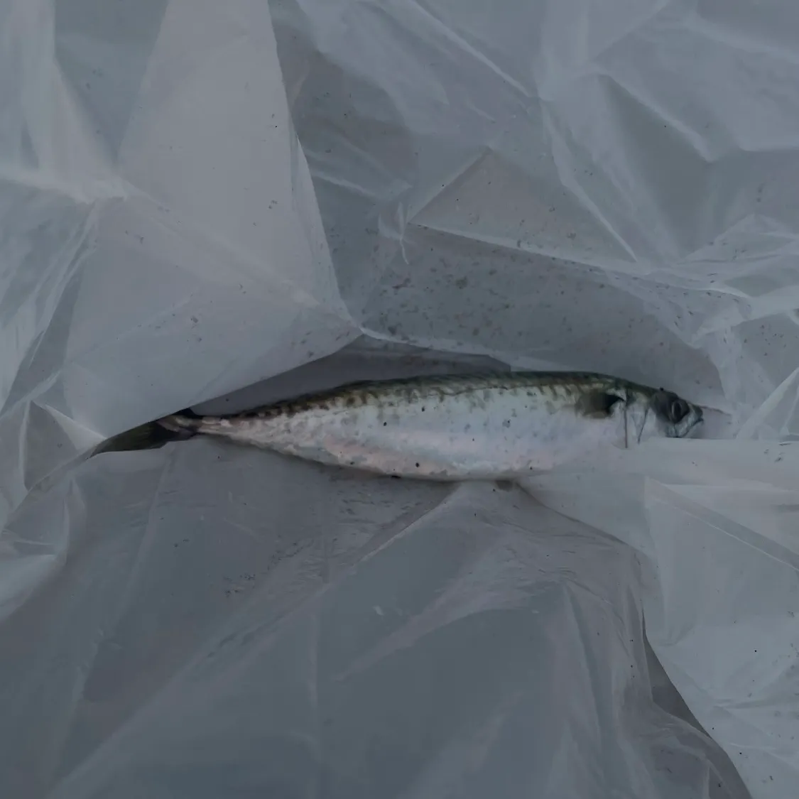The most recent Atlantic mackerel catches on Fishbrain