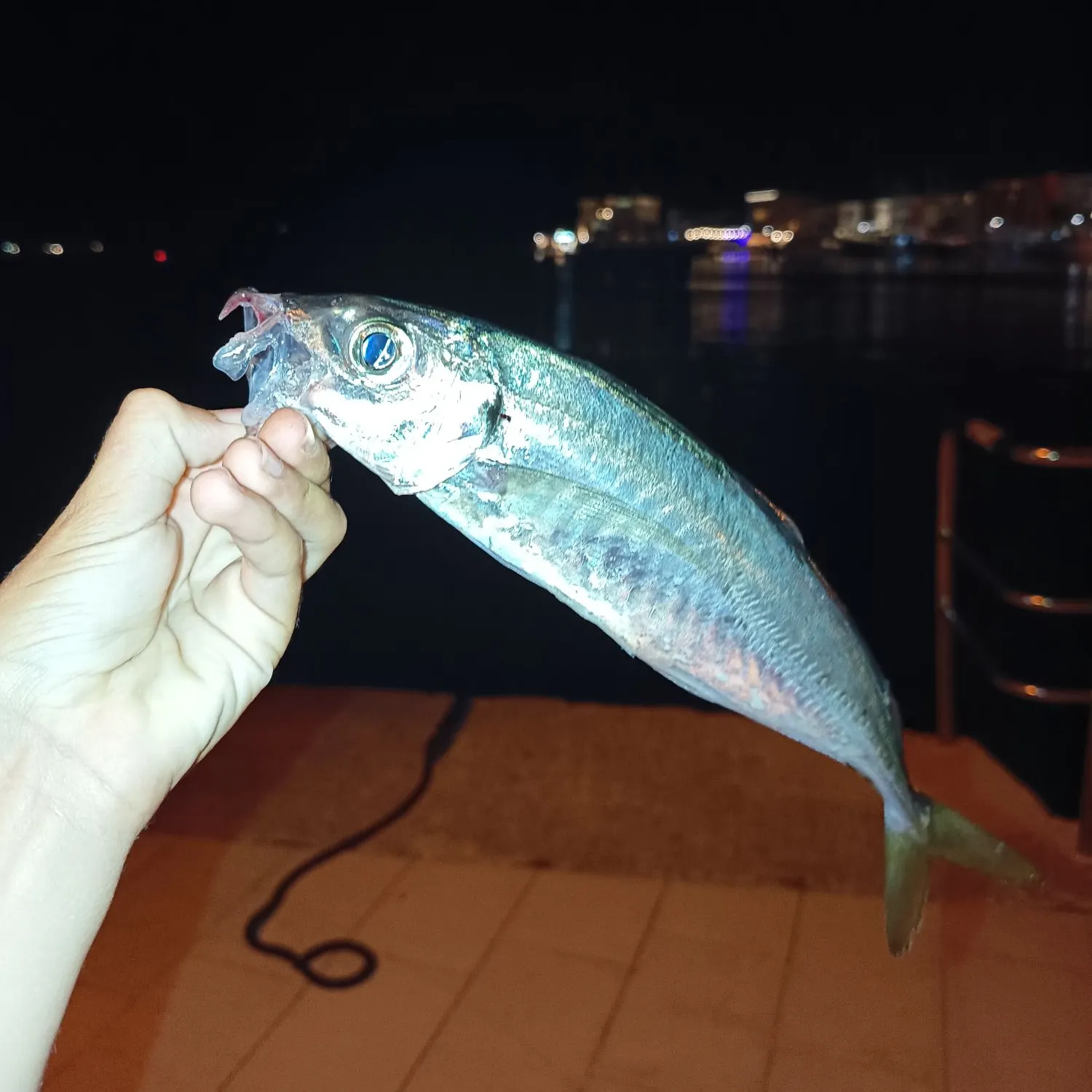The most recent Mediterranean horse mackerel catches on Fishbrain