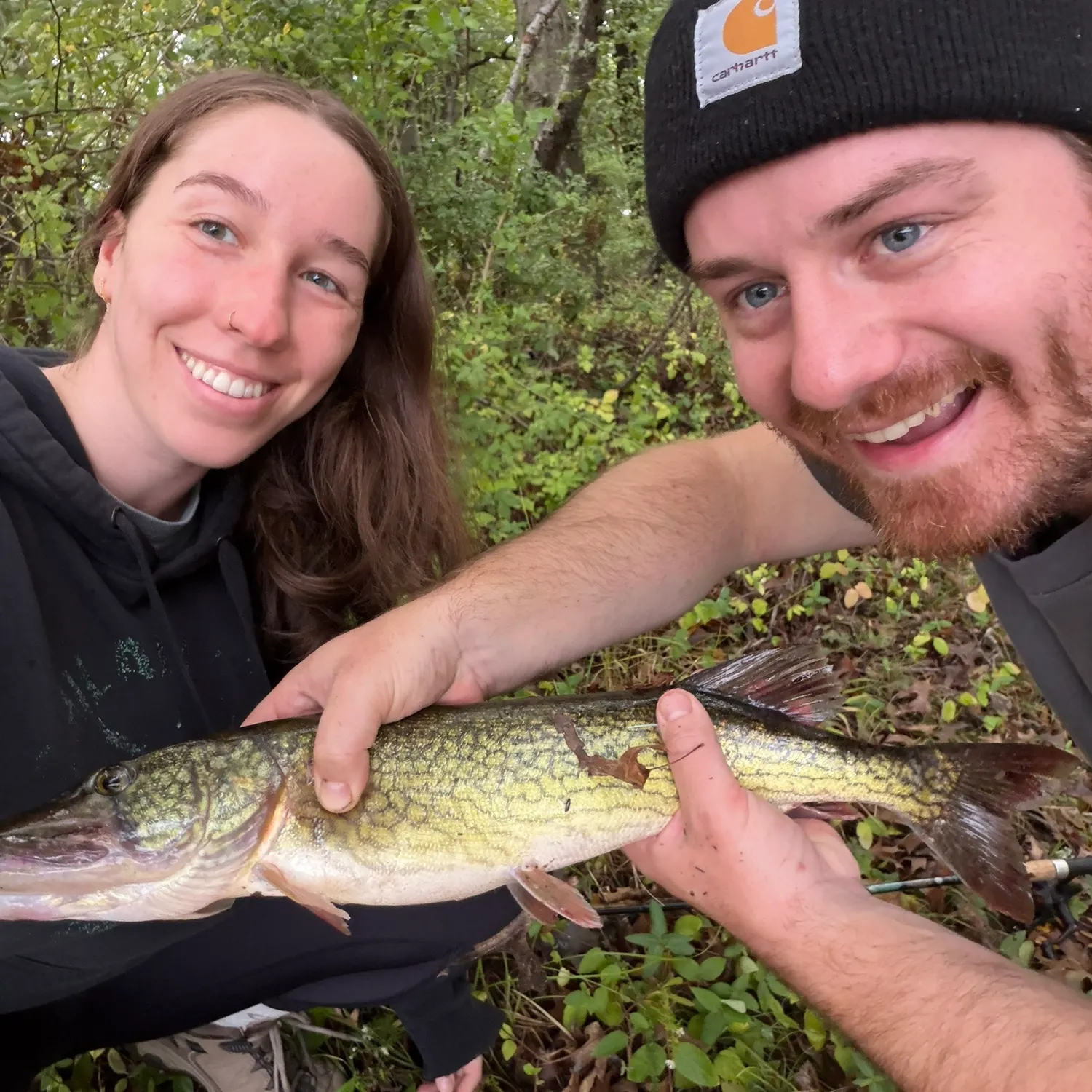 Chain pickerel caught on Fishbrain