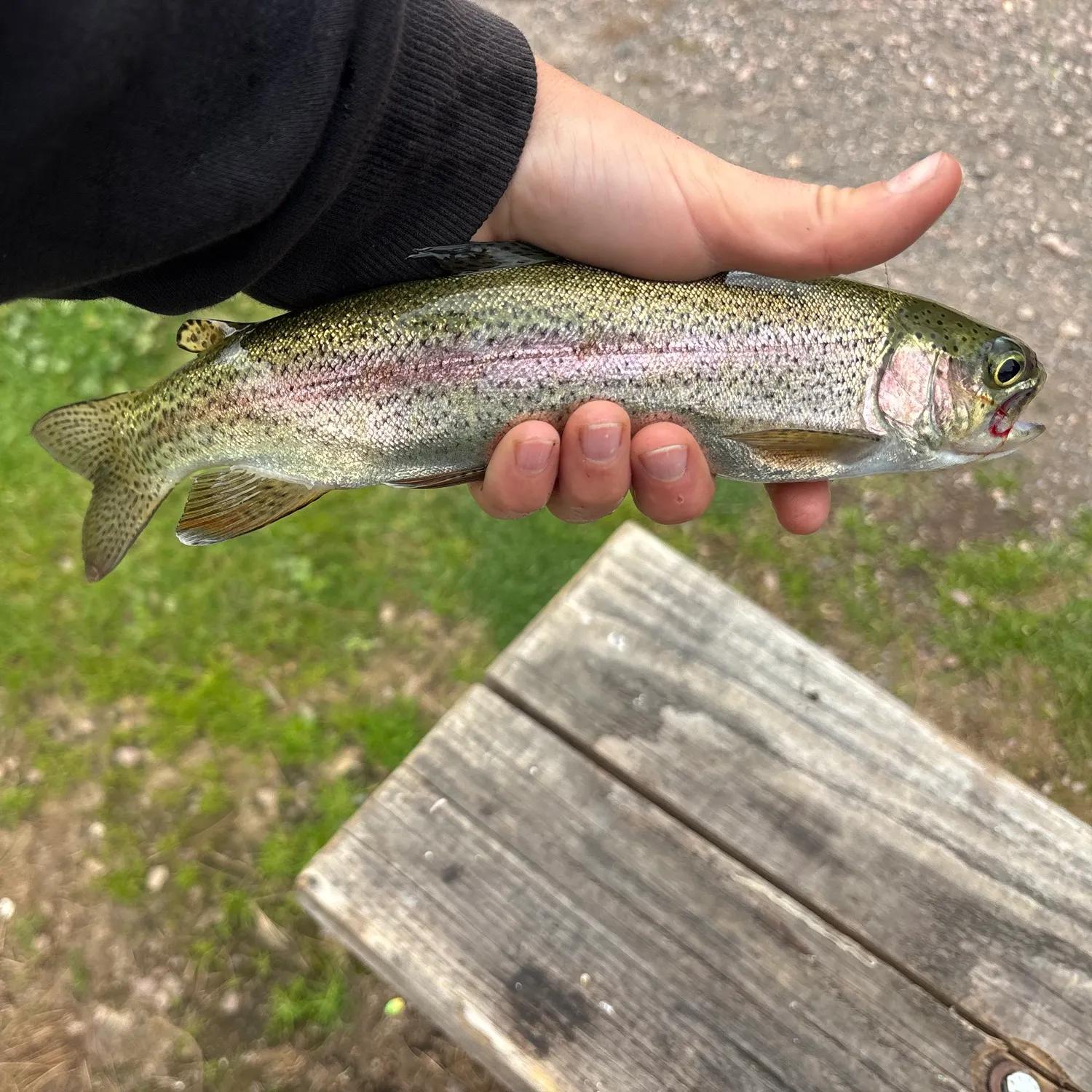 Rainbow trout caught on Fishbrain