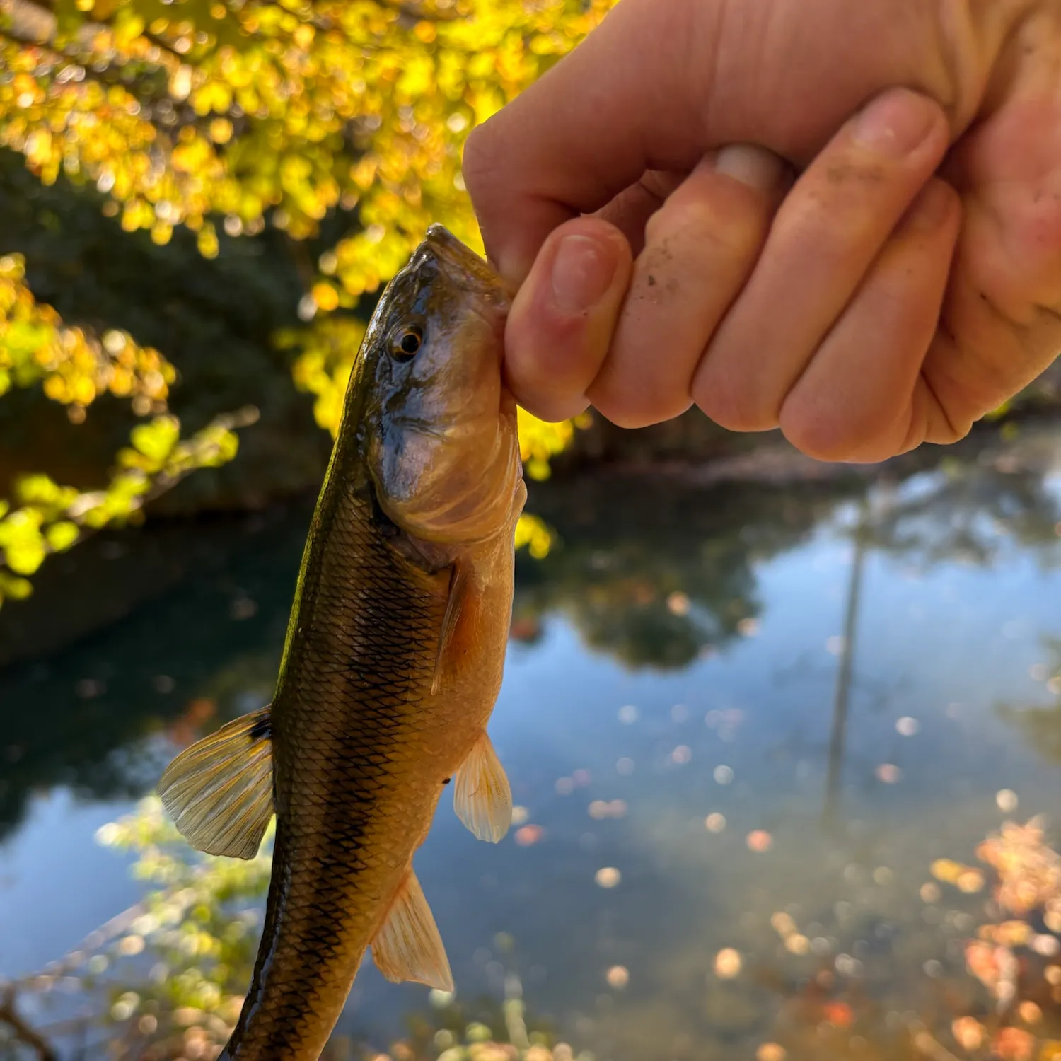 Hornyhead chub caught on Fishbrain