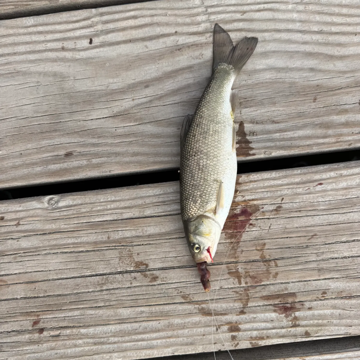 Northern pikeminnow caught on Fishbrain