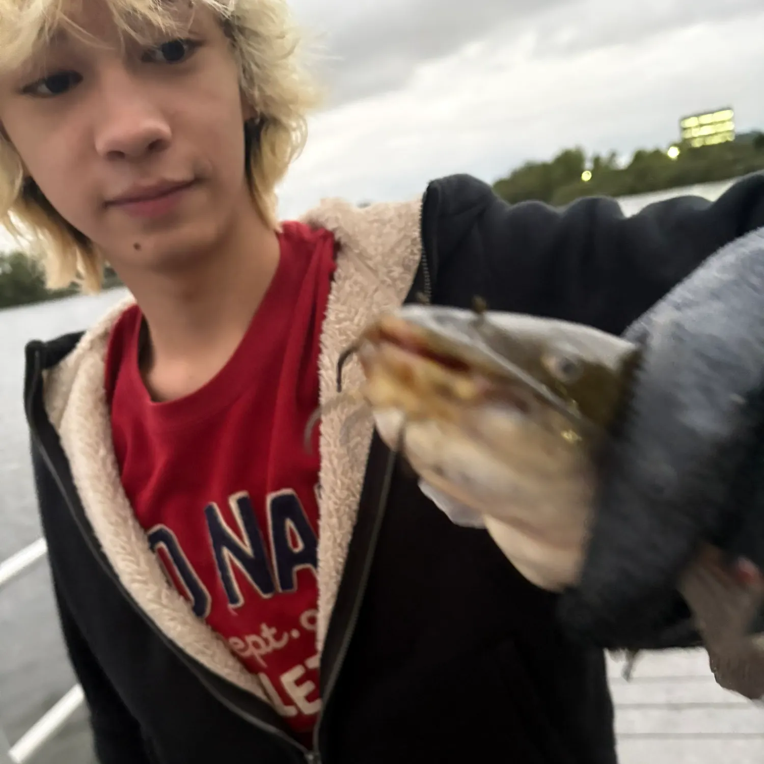 Black bullhead caught on Fishbrain