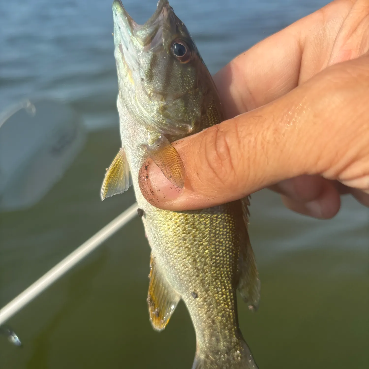 Smallmouth bass caught on Fishbrain