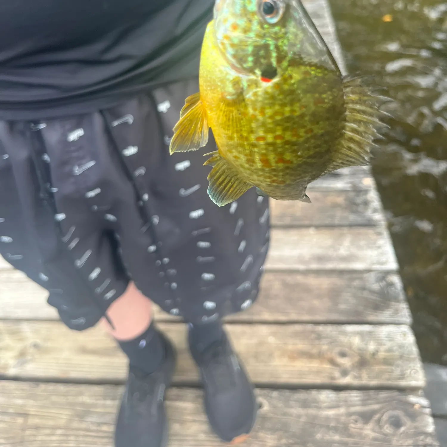 Bluegill caught on Fishbrain