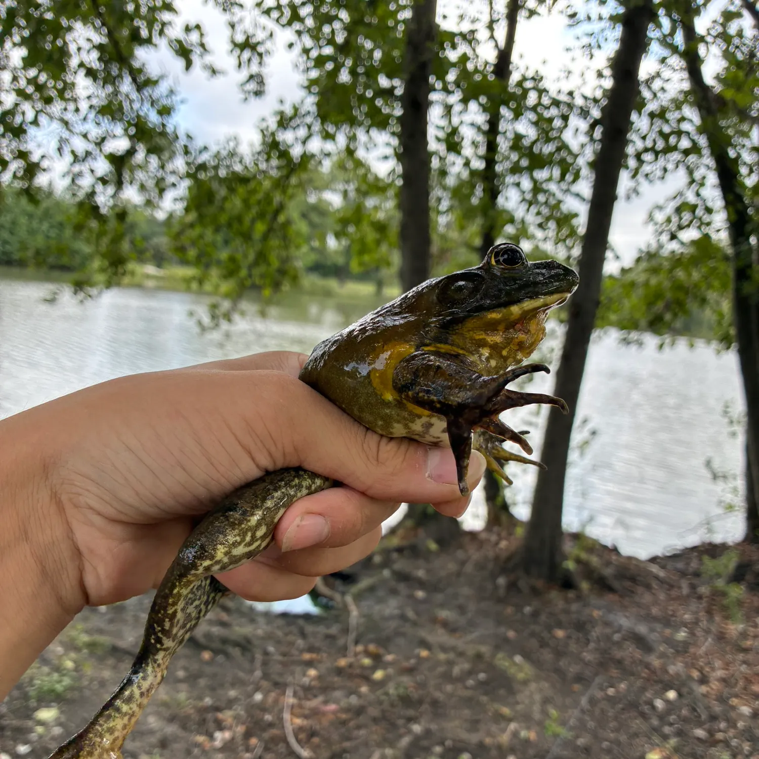 Green frog caught on Fishbrain