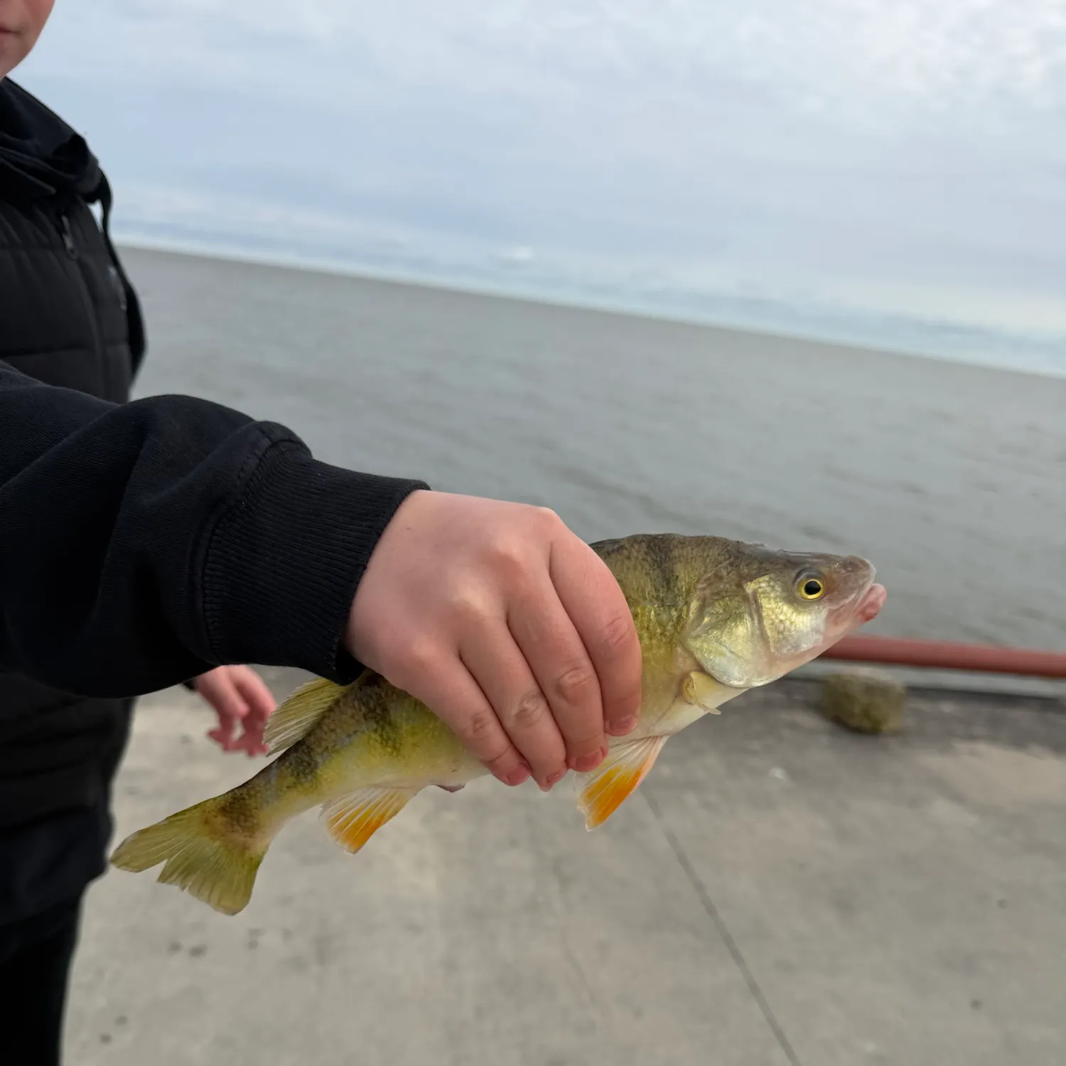 Yellow perch caught on Fishbrain