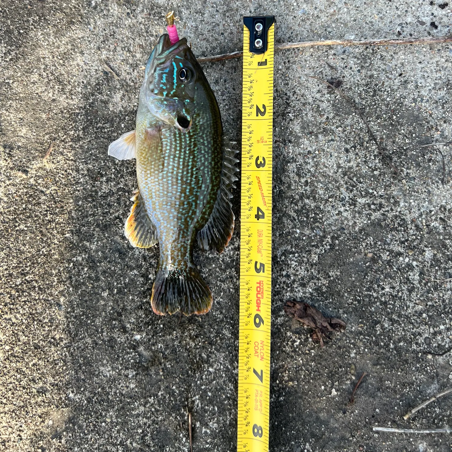recently logged catches