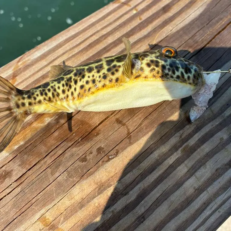 The most recent Checkered puffer catches on Fishbrain