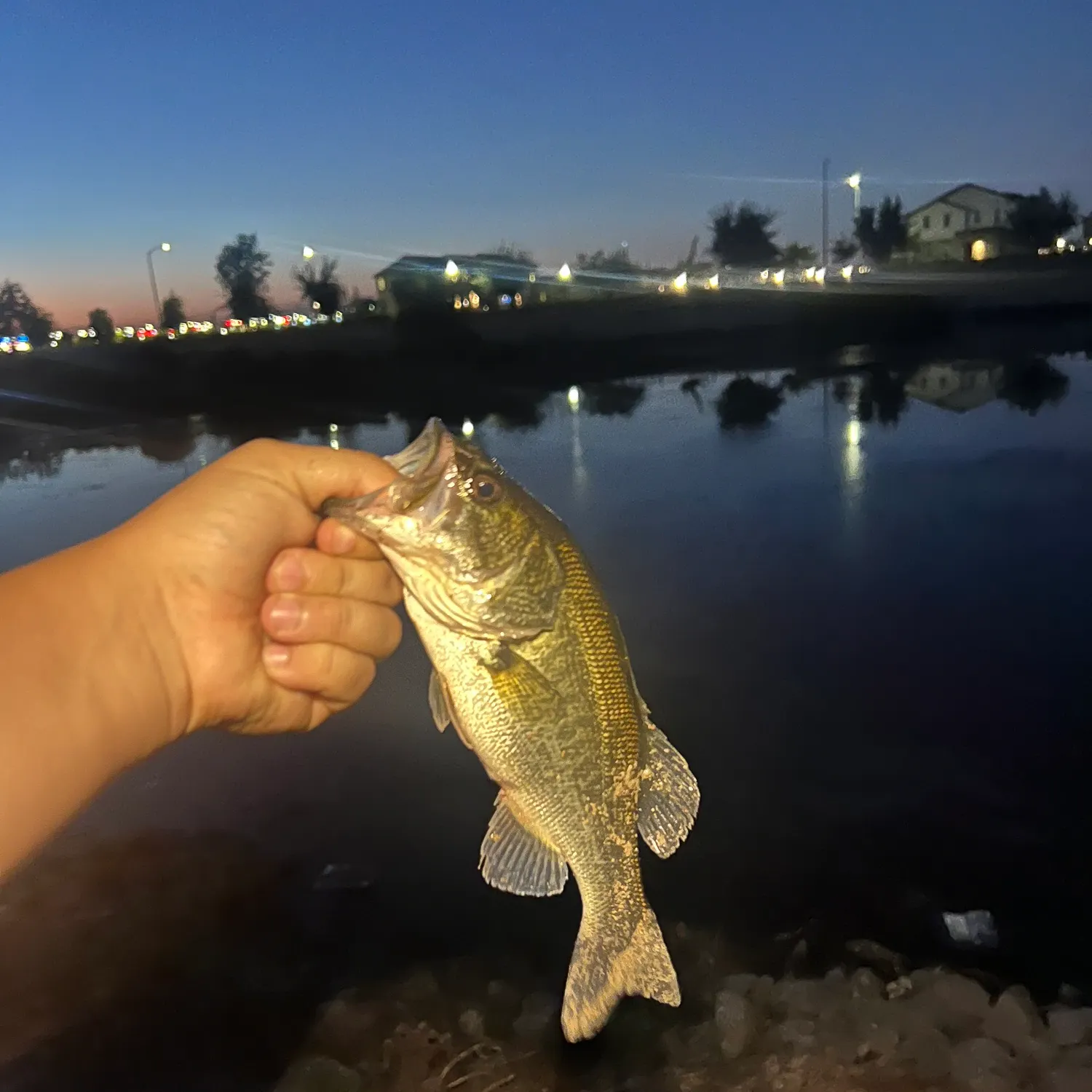Largemouth bass caught on Fishbrain