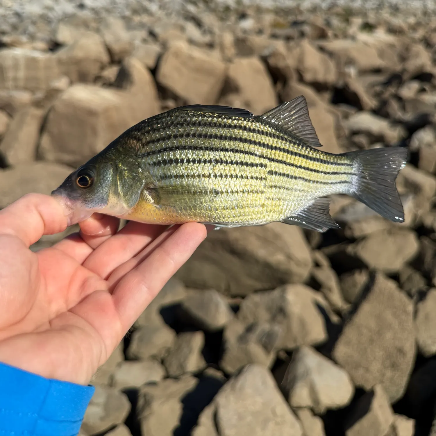 Yellow bass caught on Fishbrain