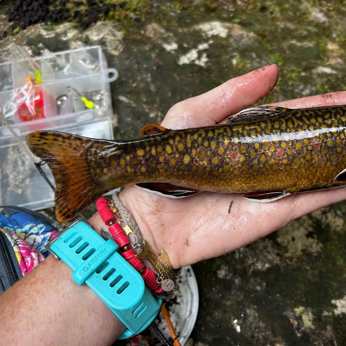 Brook trout caught on Fishbrain