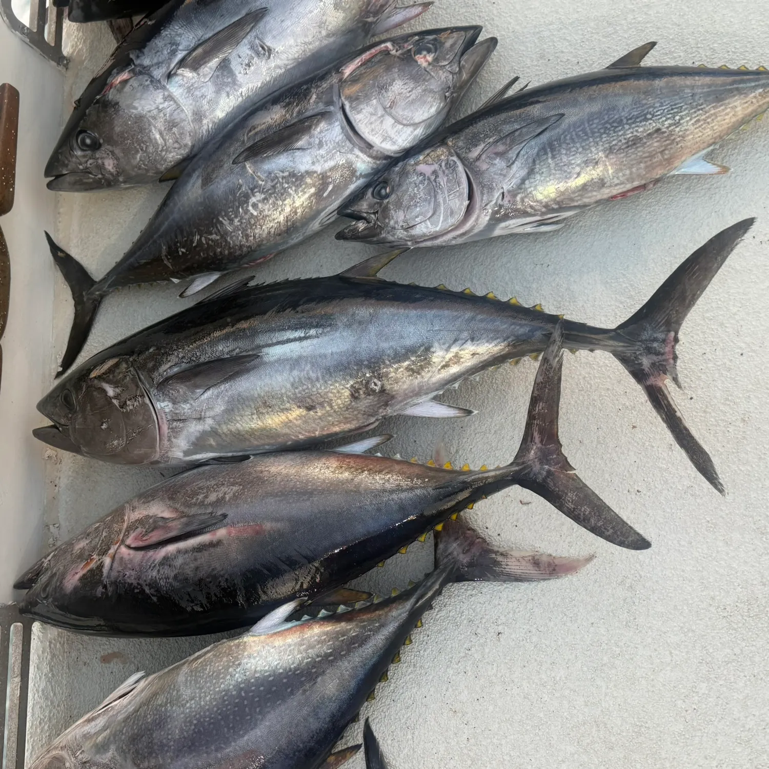 The most recent Pacific bluefin tuna catches on Fishbrain