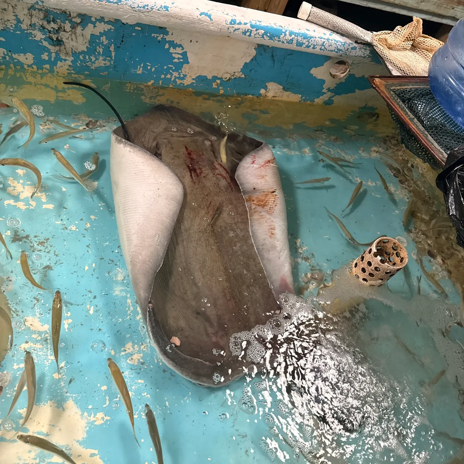 The most recent Southern stingray catches on Fishbrain