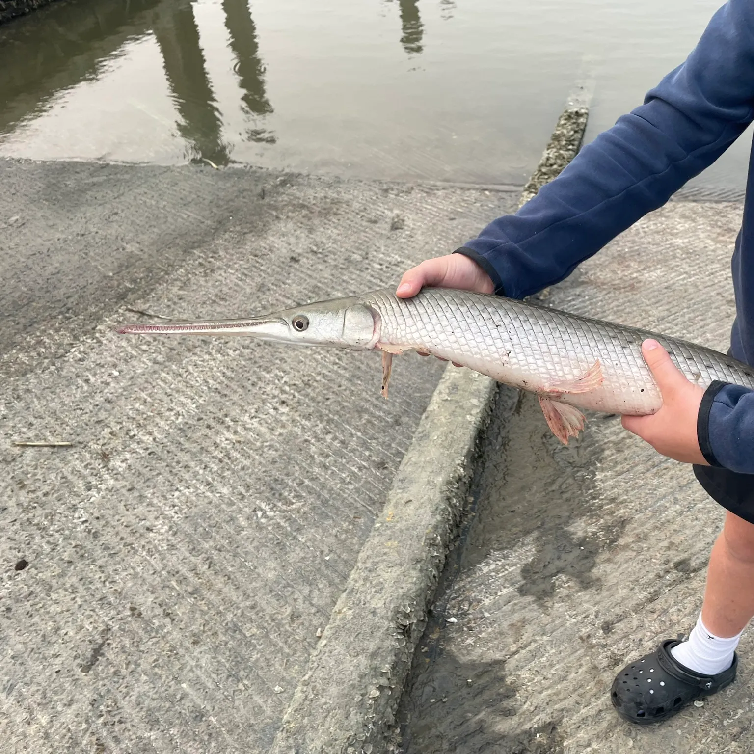 The most recent Longnose gar catches on Fishbrain