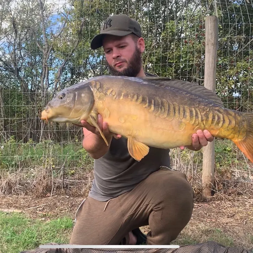 Mirror carp caught on Fishbrain