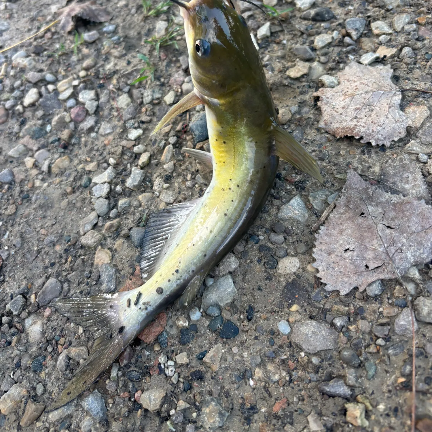 Channel catfish caught on Fishbrain