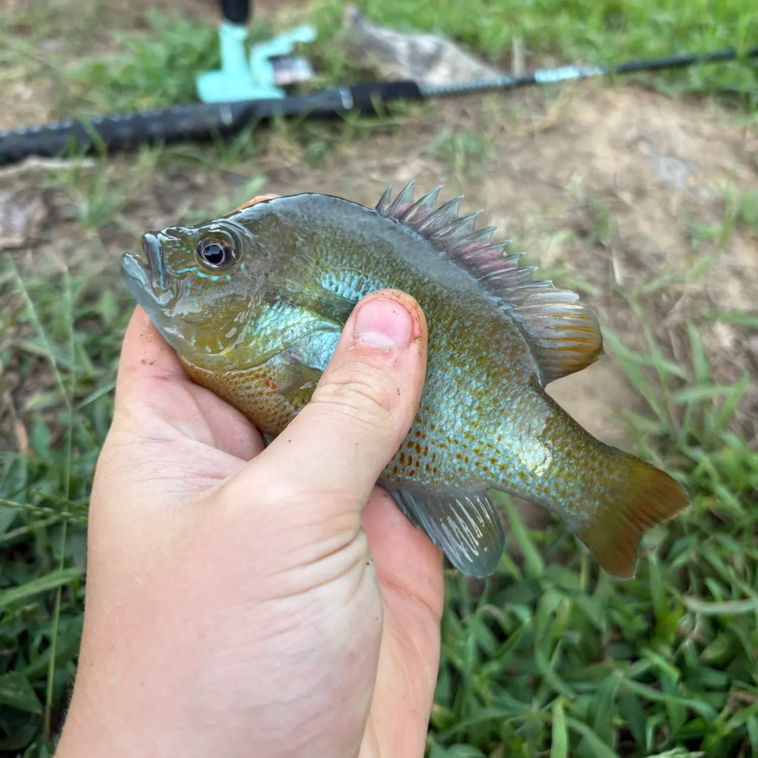 Redbreast sunfish caught on Fishbrain
