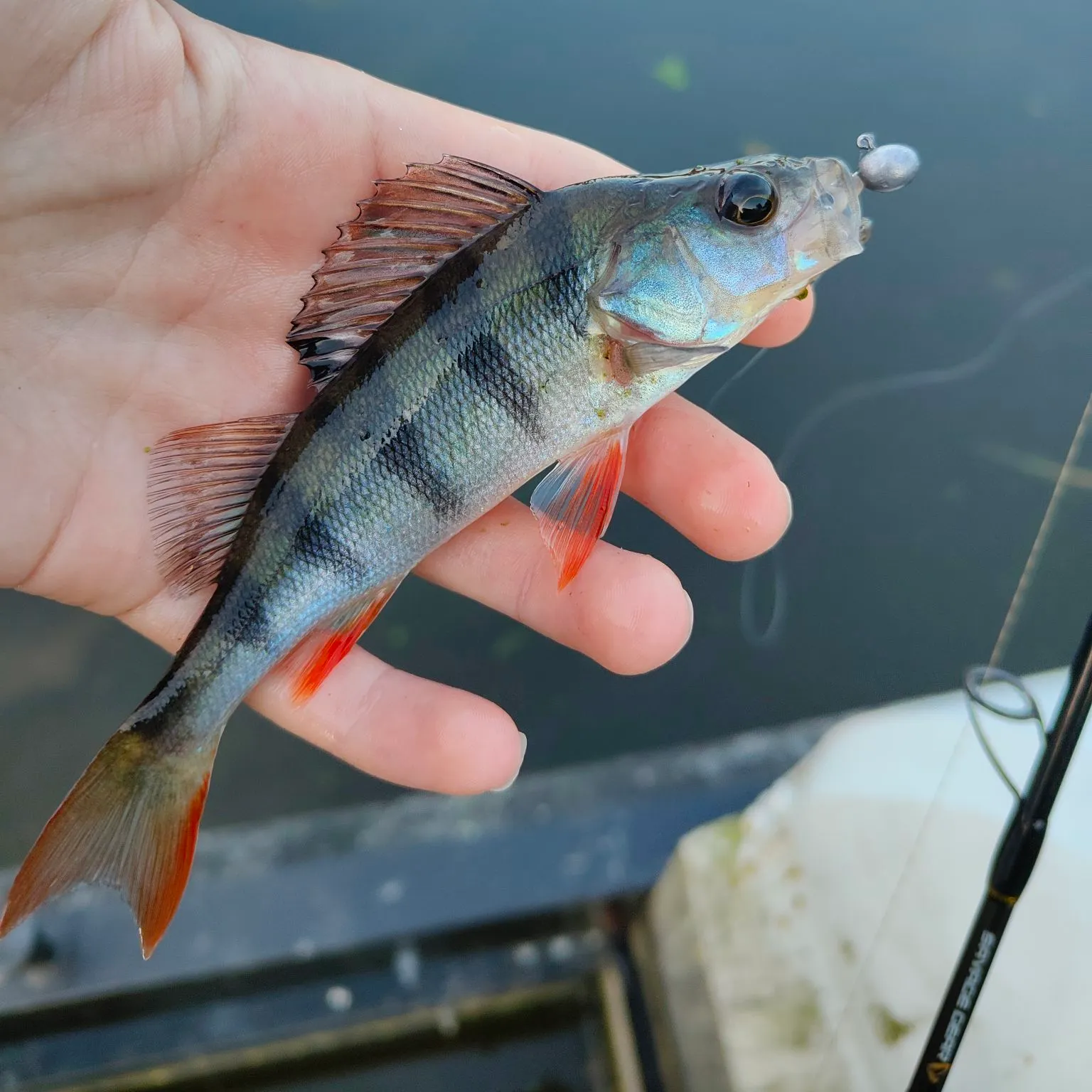 European perch caught on Fishbrain