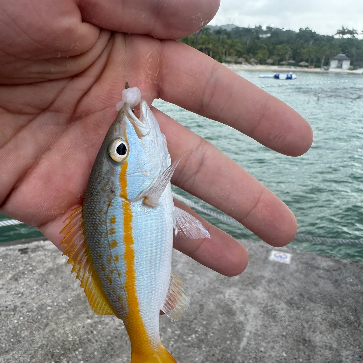 The most recent Yellowtail snapper catches on Fishbrain