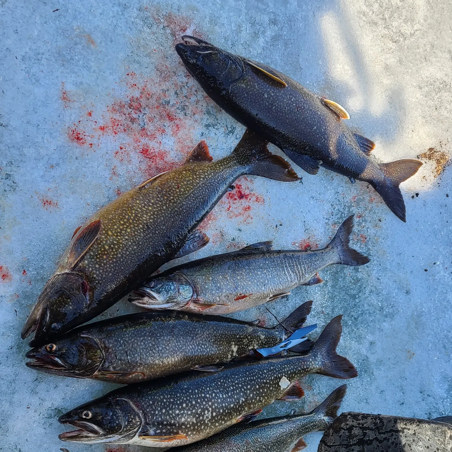recently logged catches