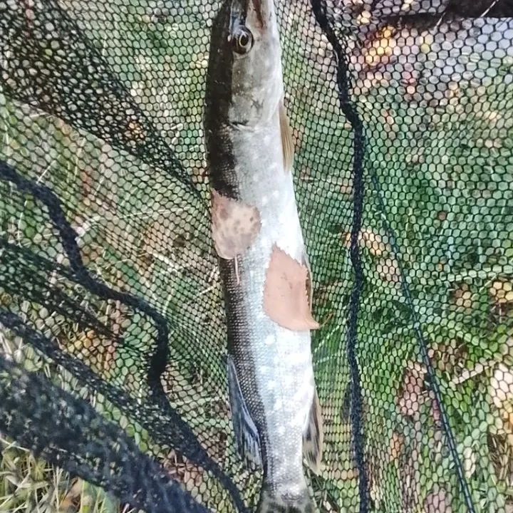Northern pike caught on Fishbrain