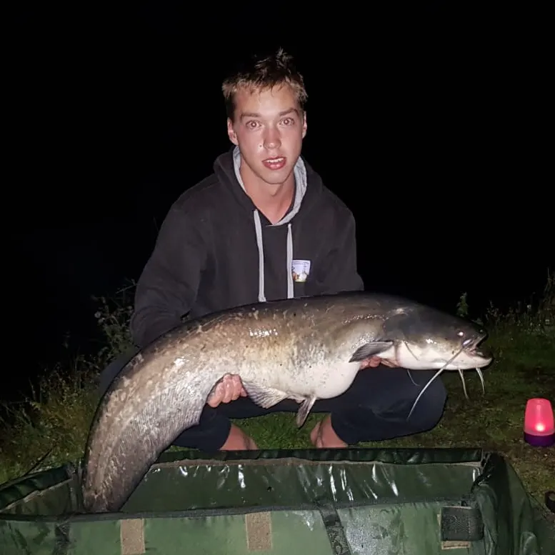 The most recent Wels catfish catches on Fishbrain