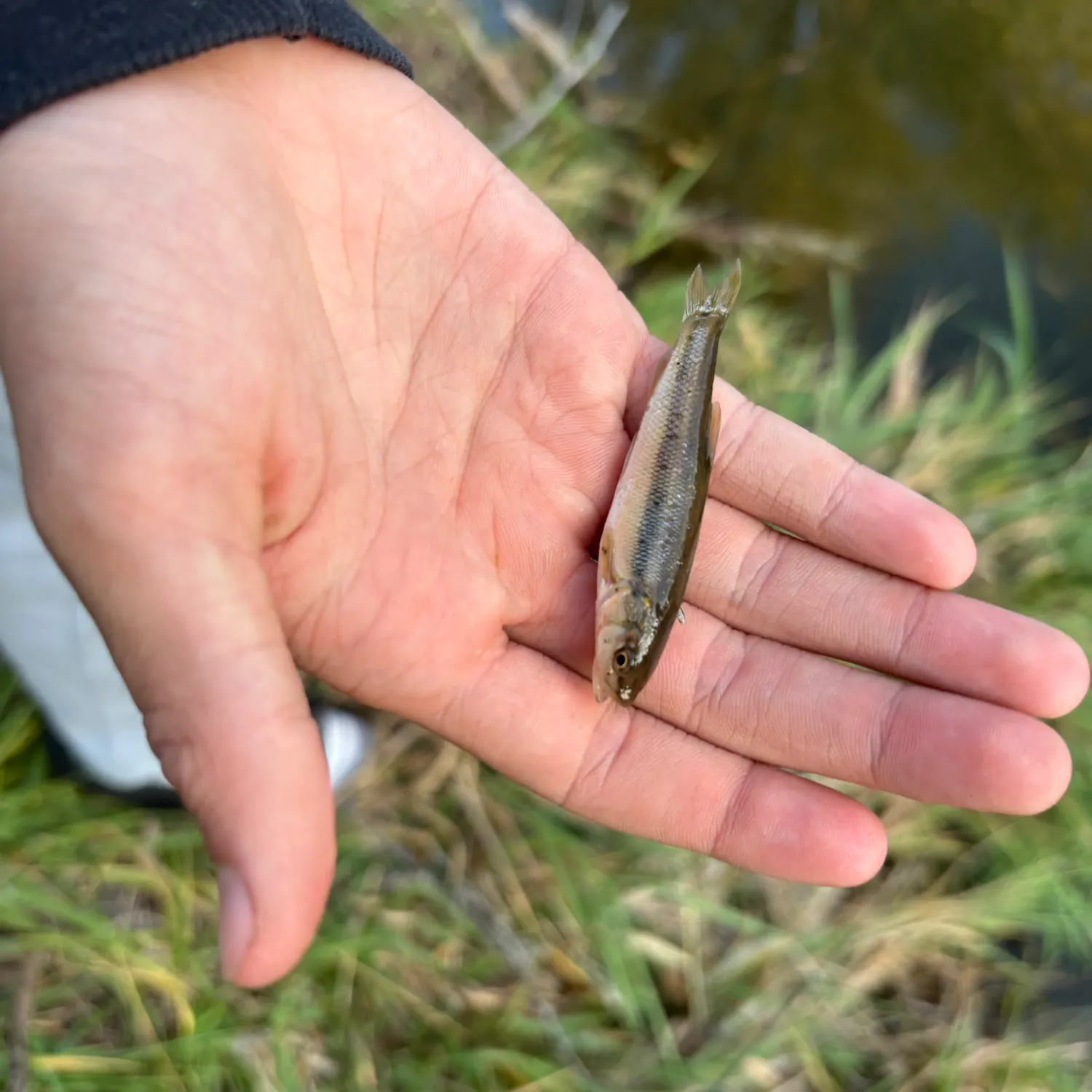 Creek chub caught on Fishbrain