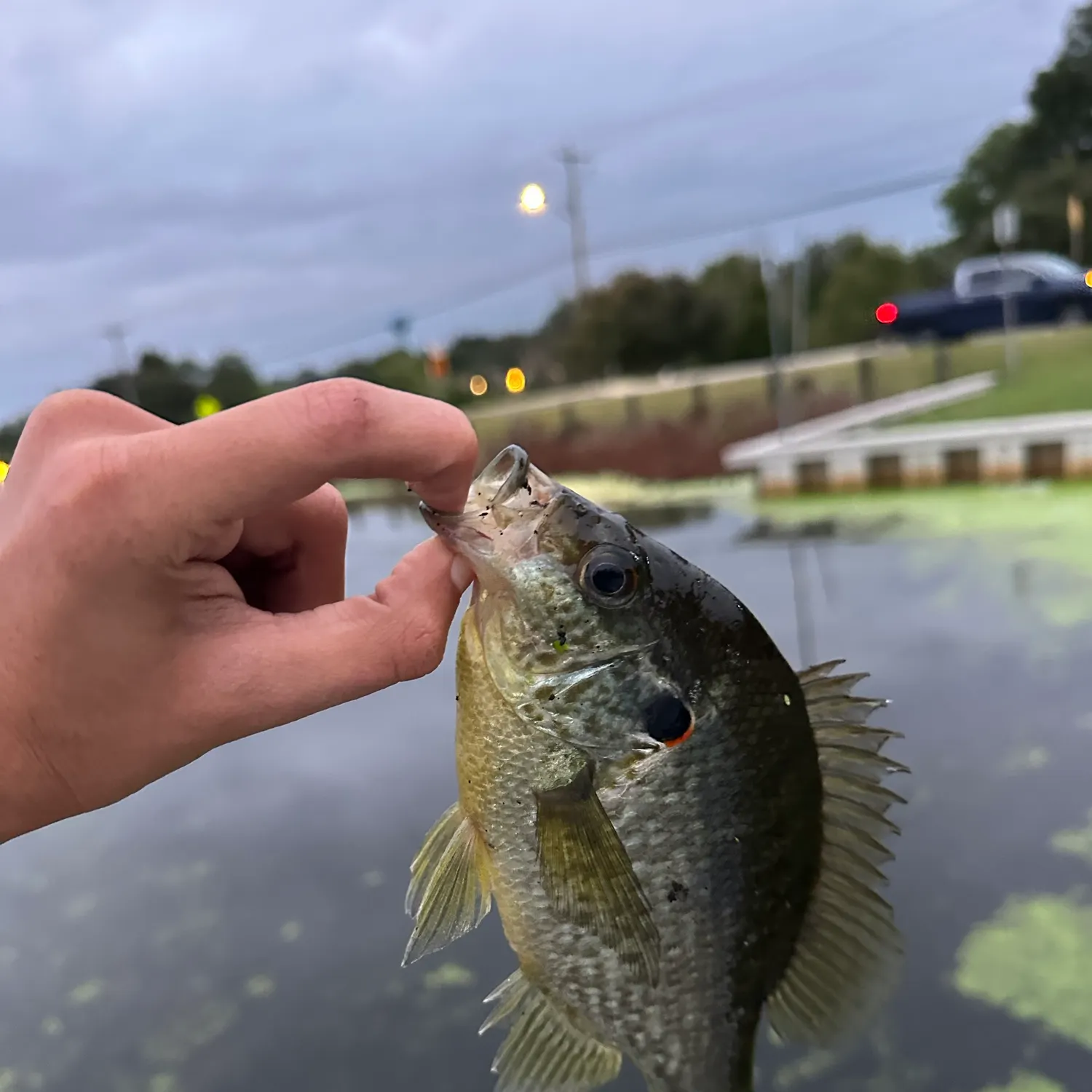 Redear sunfish caught on Fishbrain